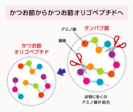 かつお節からかつお節オリゴペプチドへ